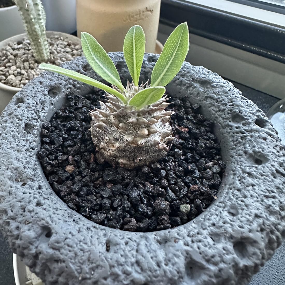 YISZM lava rocks support succulents, cacti, and bonsai with better soil structure