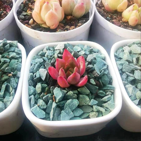 YISZM green zeolite rocks terrarium setup supports moisture control and visual appeal.