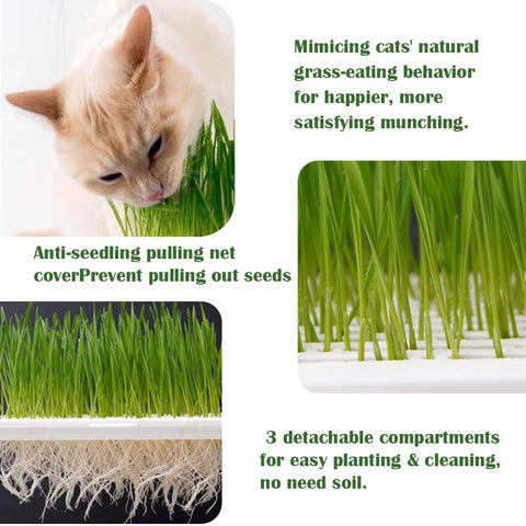 YjiaYjiaY cat grass planter three detachable compartments for easy planting and cleaning
