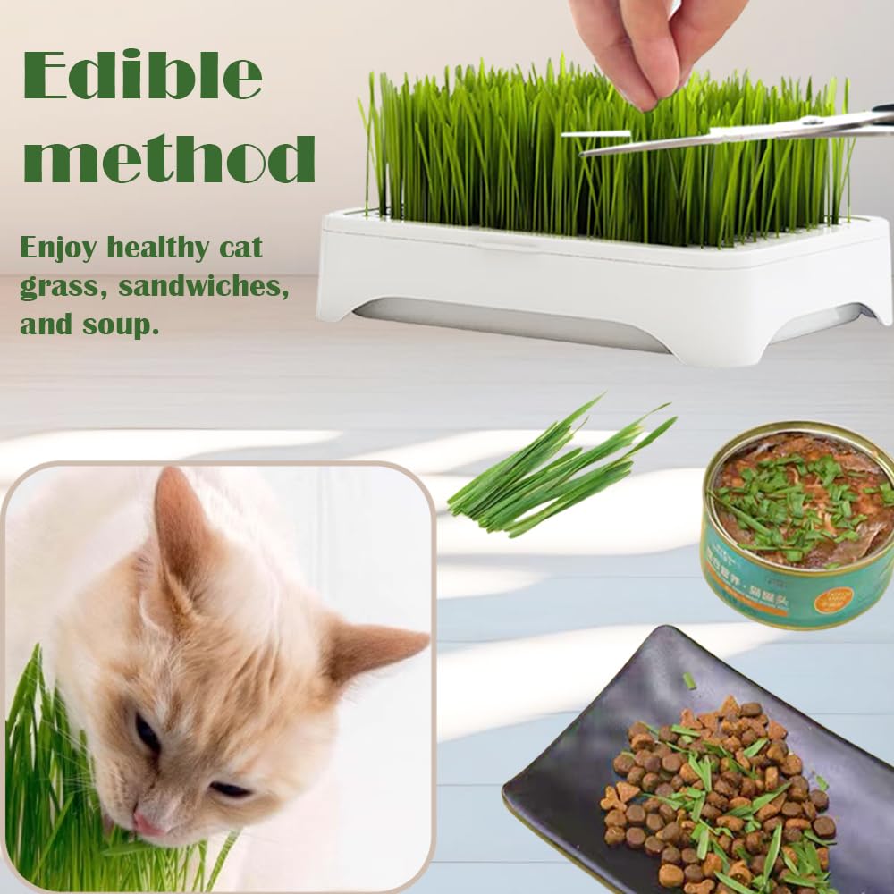 YjiaYjiaY cat grass planter no-soil kit for healthy greens and fresh cat nibbles