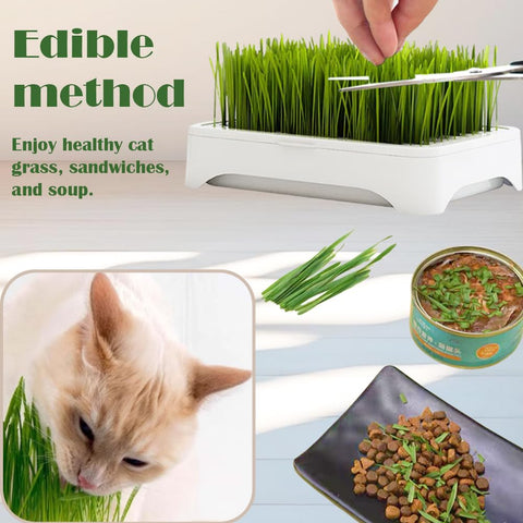 YjiaYjiaY cat grass planter no-soil kit for healthy greens and fresh cat nibbles