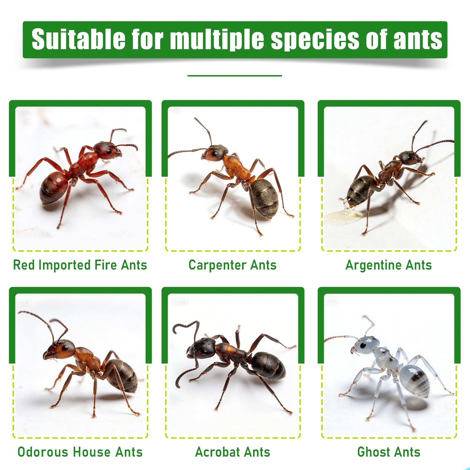 YJOO indoor-outdoor ant traps placed near trails to attract foraging ants.