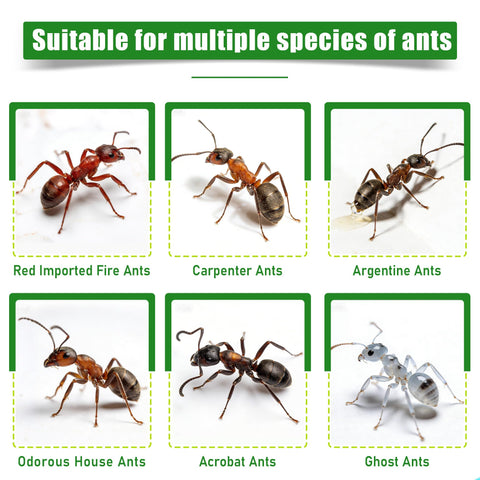 YJOO indoor-outdoor ant traps placed near trails to attract foraging ants.
