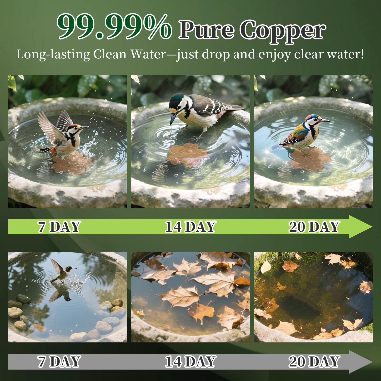Copper disk purification in outdoor bird bath promotes clearer water