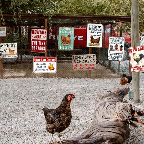 Ynjzk chicken wall decor suits homes, farms, and gift worthy spaces.