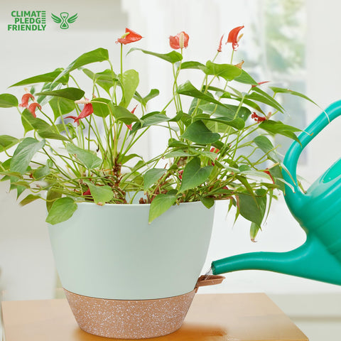 YNNICO window sill display shows plants thriving in a bright, compact setup.