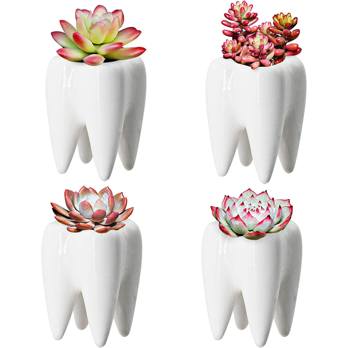 YOFIT dental tooth planters four-pack in white suit desk decor and small plants.
