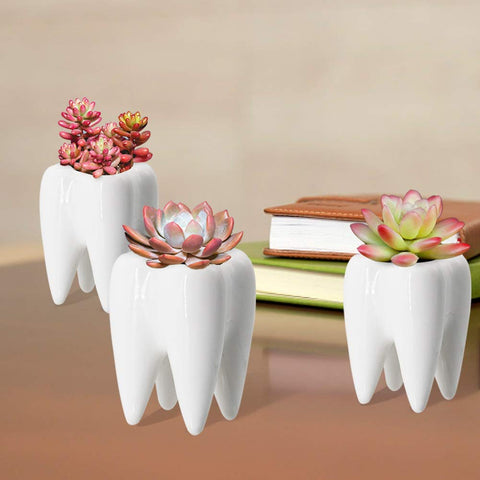 YOFIT tooth planter set enhances any dental office or home corner.