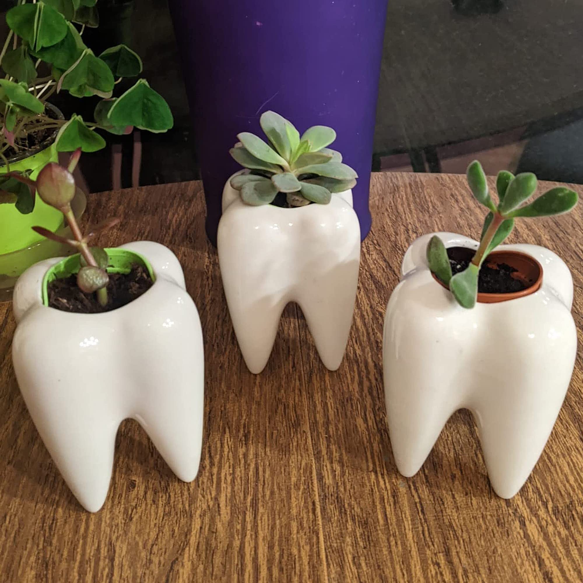 YOFIT white tooth planter for mini garden or terrarium displays.