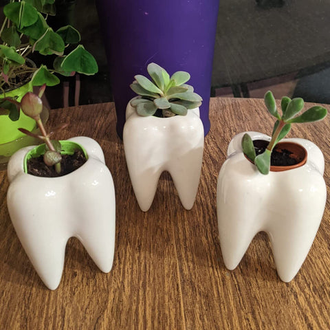 YOFIT white tooth planter for mini garden or terrarium displays.
