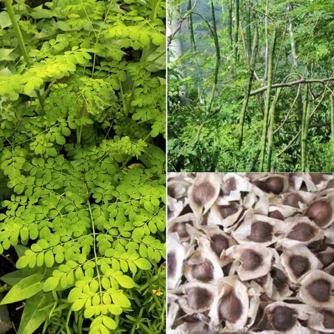 Yogicvibe Moringa seeds organic, open-air pollinated for home sprouting.