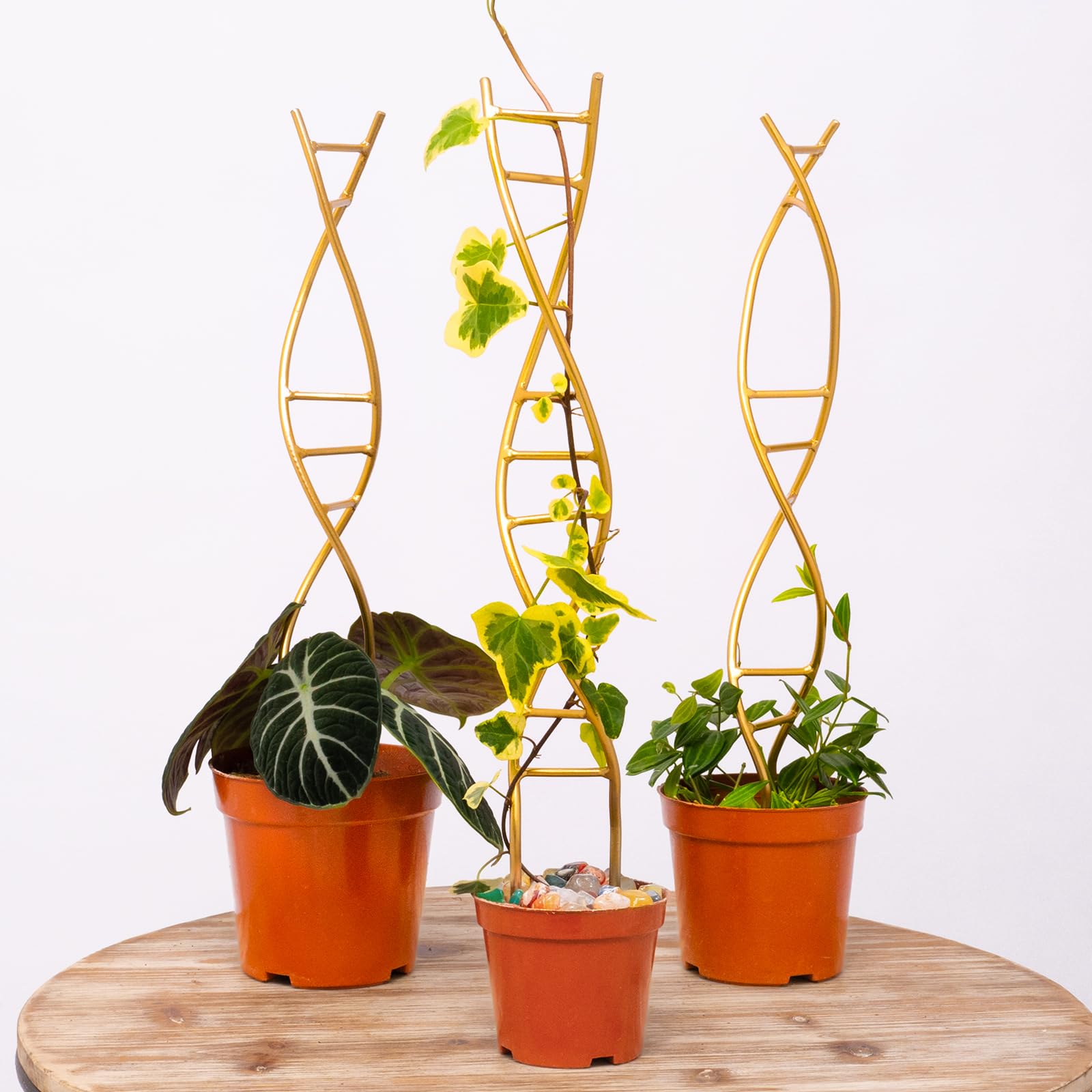 Yohsnor DNA Plant Trellis with spiral design supports climbing plants.