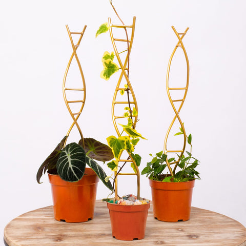Yohsnor DNA Plant Trellis with spiral design supports climbing plants.