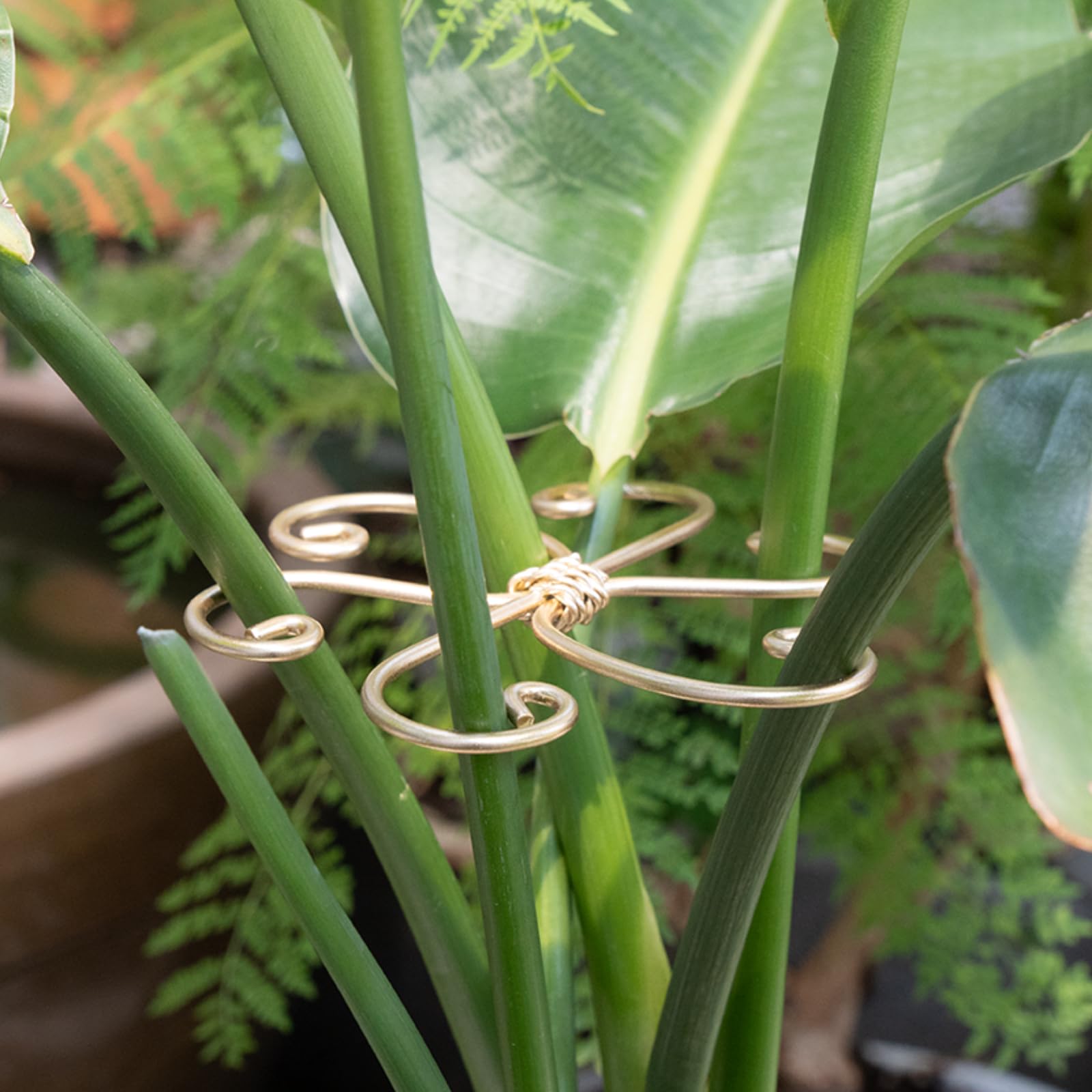 Yohsnor all in one indoor plant care solution for Monsteras