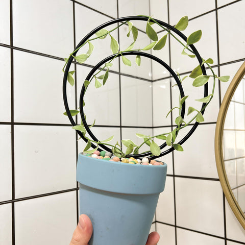 YOHSNOR Hoya trellis easy installation shows tool-free setup in pots.