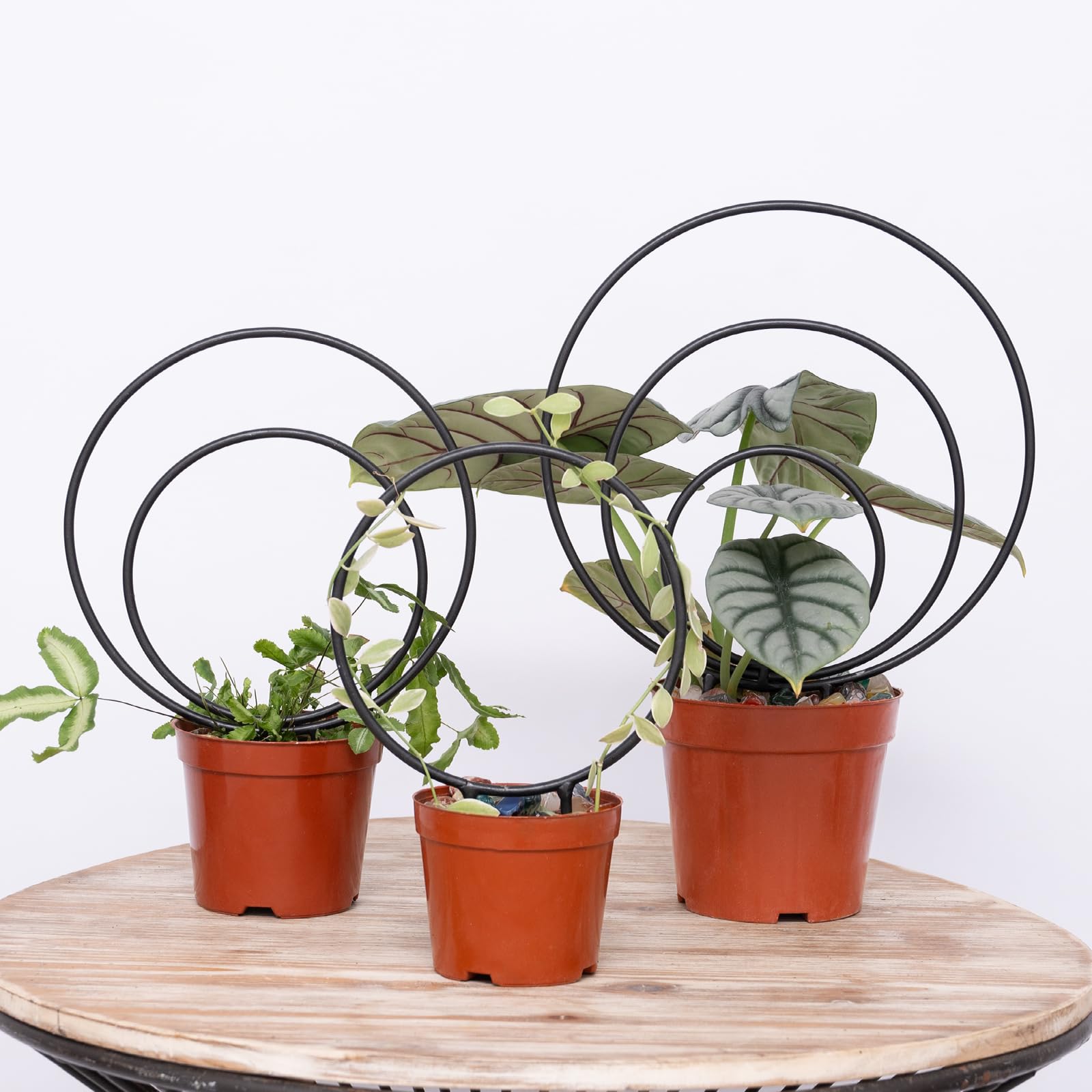 YOHSNOR Hoya trellis round small supports compact indoor climbing plants.