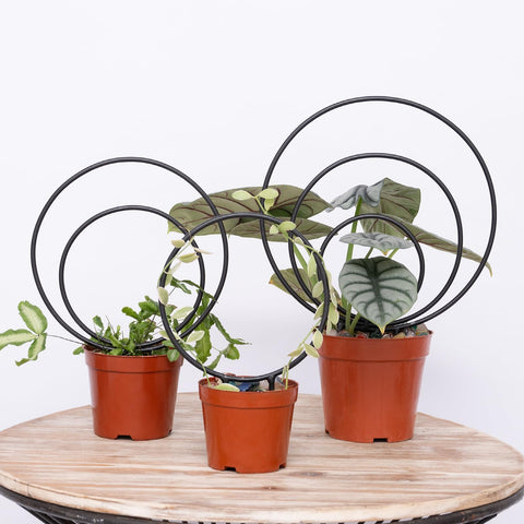 YOHSNOR Hoya trellis round small supports compact indoor climbing plants.