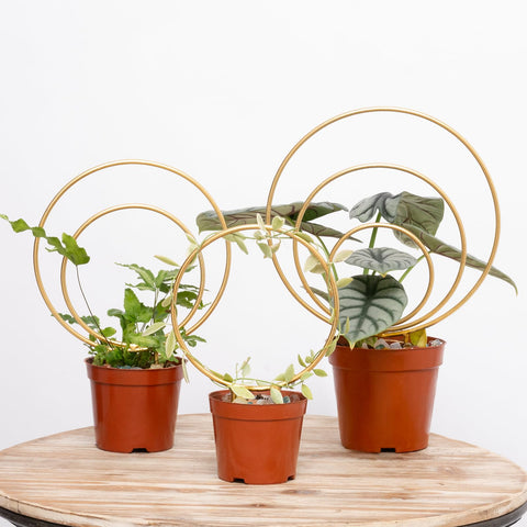 YOHSNOR Hoya Trellis set 3 provides sturdy support for climbing houseplants.