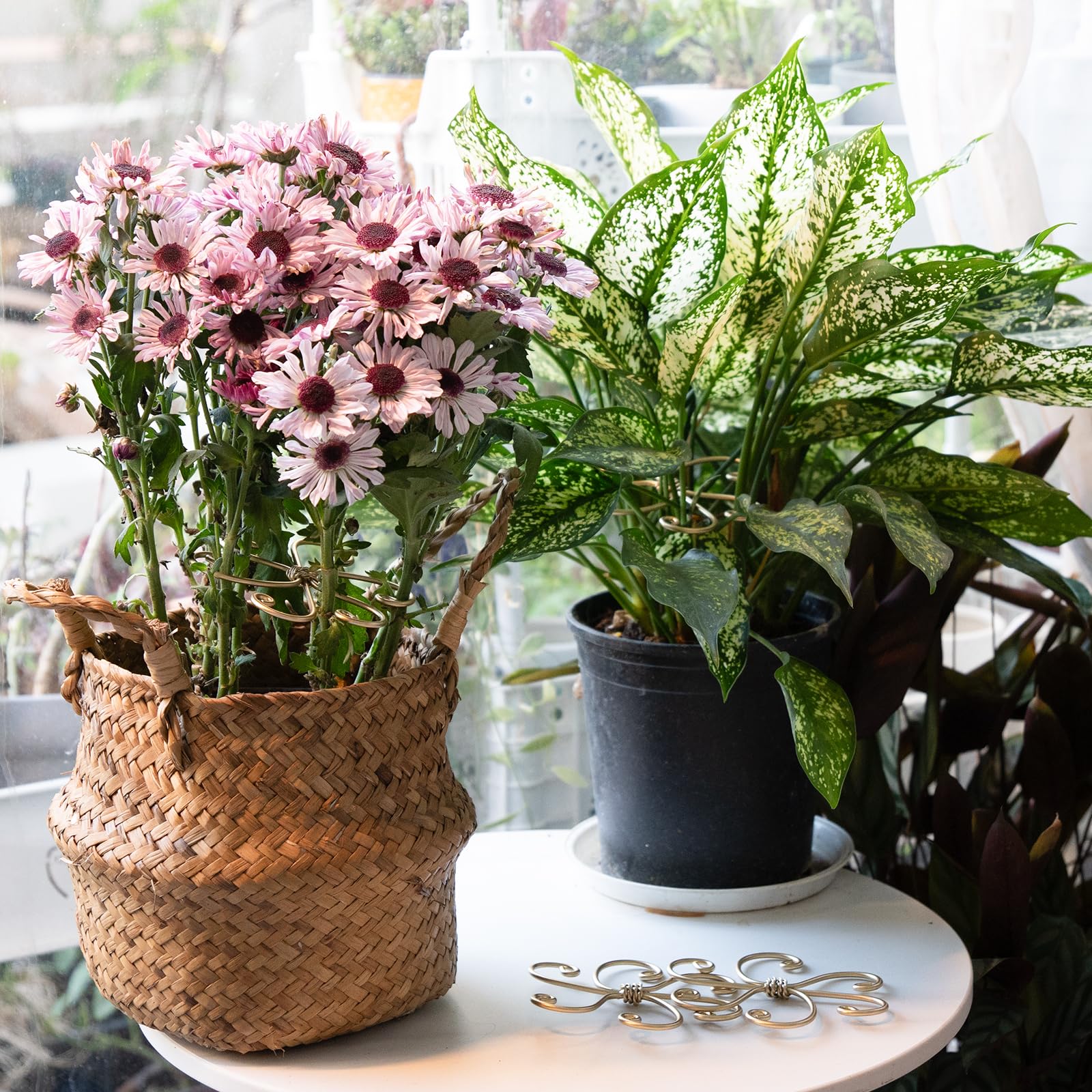 Yohsnor simple setup helps Monstera thrive with support