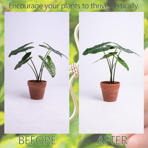 Yohsnor leaf holder stabilizer protects delicate vines while maintaining display