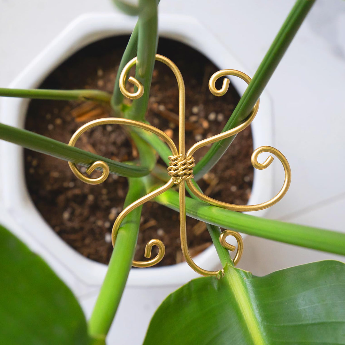 Yohsnor Monstera stem stabilizer 4.1in supports upright growth