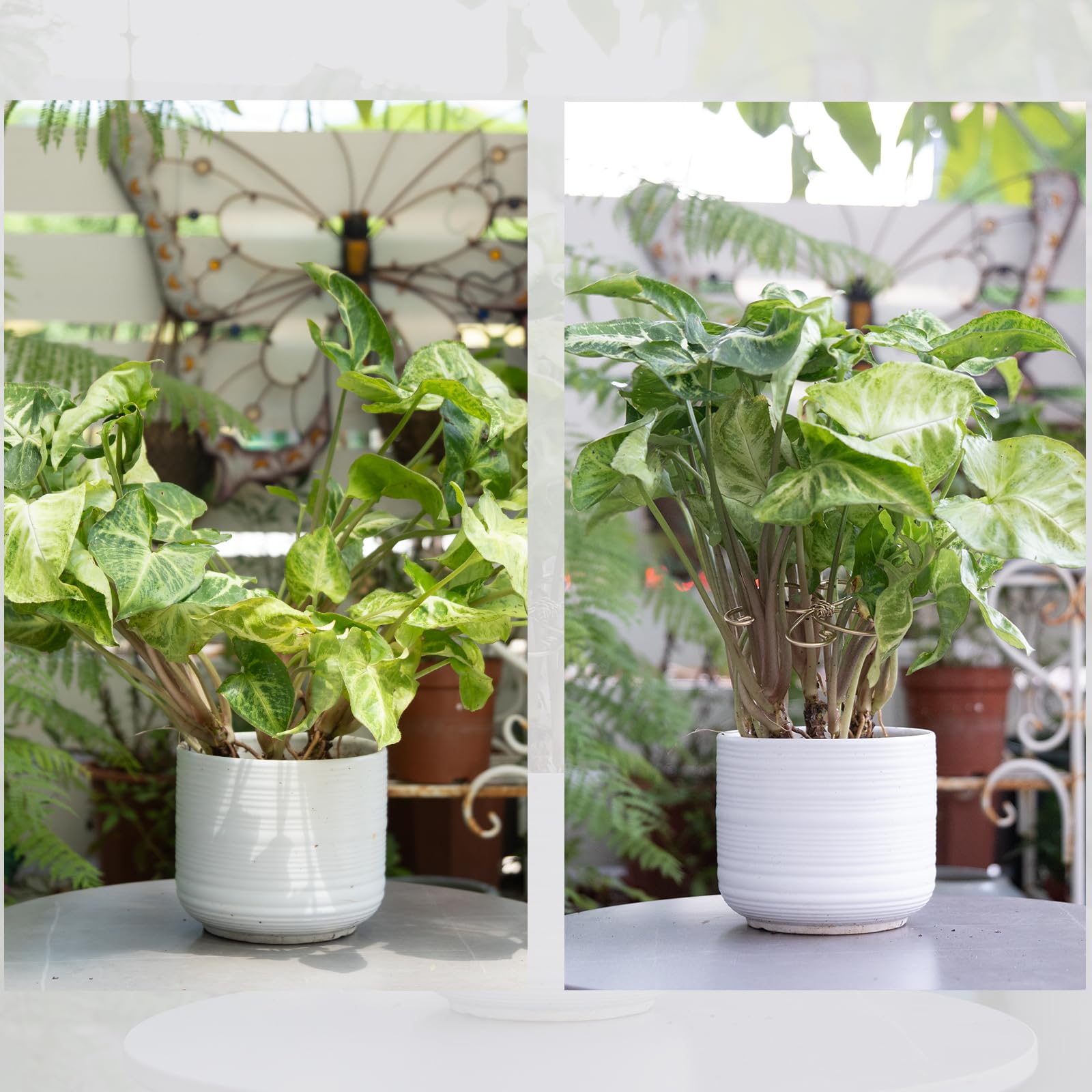 Yohsnor plant support stakes for easy indoor plant care