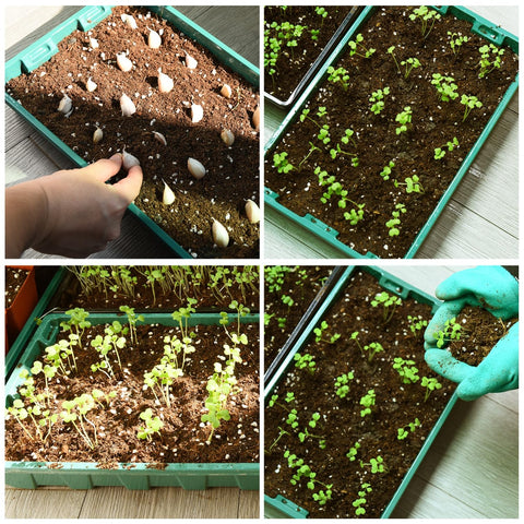 YoleShy kid-friendly seed tray for simple planting and hands-on learning.