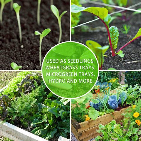 YoleShy wheatgrass-seed-tray-14-5x9 for home-grown greens.