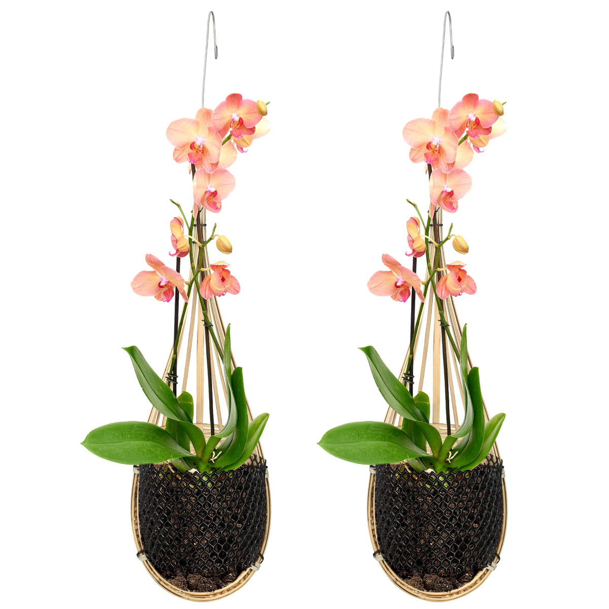 Yookeer hanging orchid planter with bamboo mesh promotes airflow to roots.