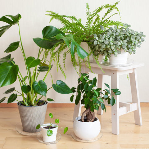 YOUEON footed saucers keep surfaces clean while letting excess water drain away.
