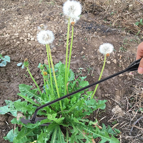 Young4us precision 4-tine tool removes weeds without disturbing nearby plants.