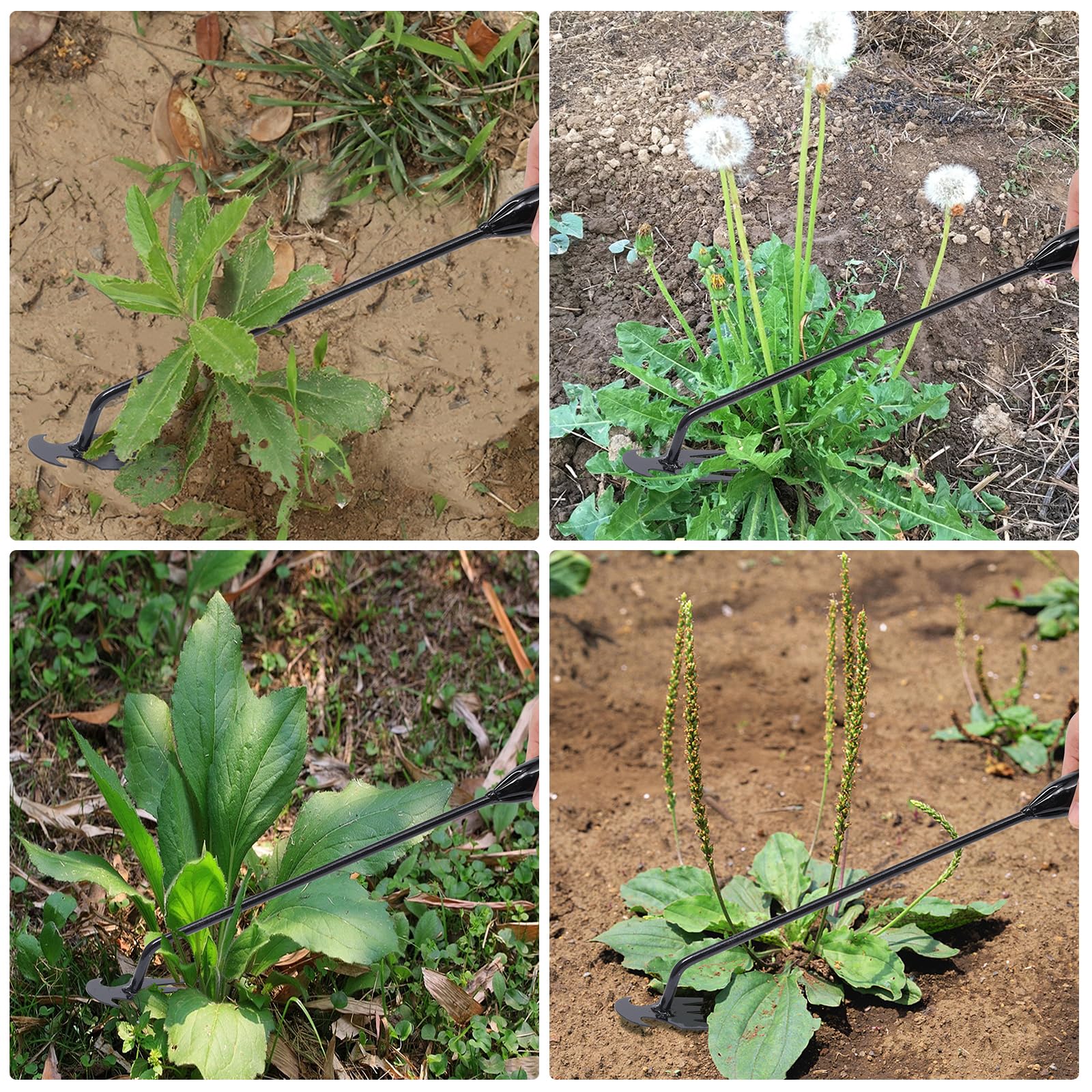 Young4us weed puller demonstrates lifting dandelions from soil.