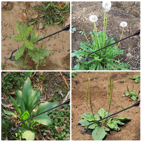 Young4us weed puller demonstrates lifting dandelions from soil.