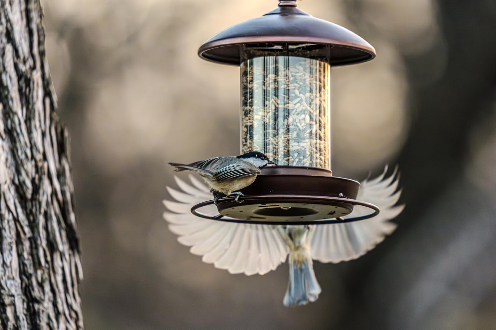 Youvip Squirrel-resistant metal build stands up to weather.