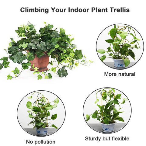 Yowlieu monstera trellis support enhances leaf display