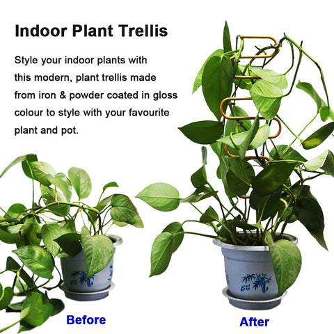 Yowlieu pothos trellis stake keeps trailing vines organized