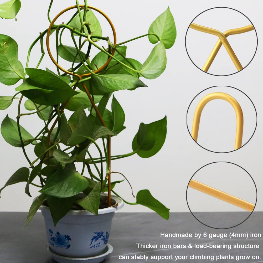 Yowlieu trellis support for Hoya plant helps stems climb