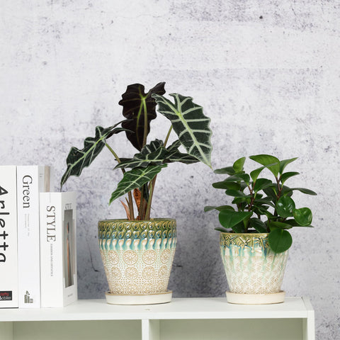 YQSLYSF set of 2 pots on a shelf for indoor display.