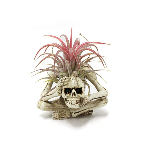 YRDGRG resin skeleton air plant holder on a desk adds whimsical decor and charm.