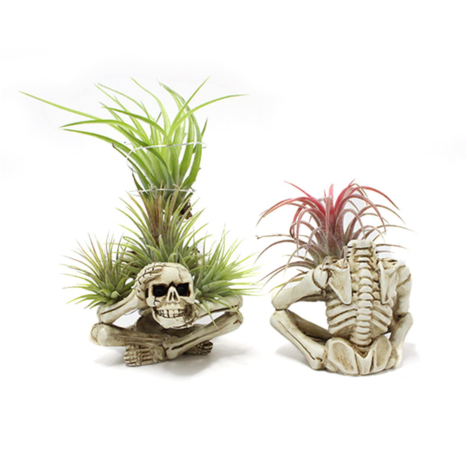 YRDGRG skeleton planter with a cute face enhances a small Tillandsia display.