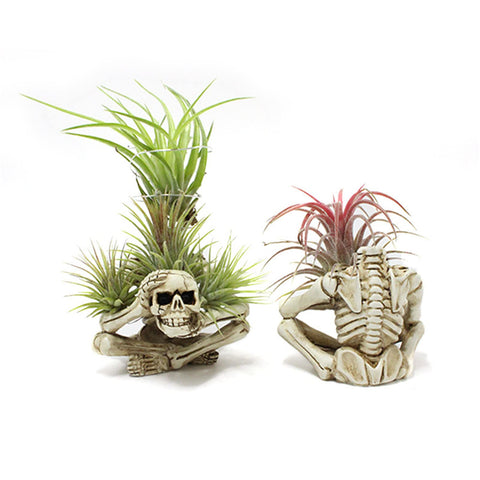 YRDGRG skeleton planter with a cute face enhances a small Tillandsia display.