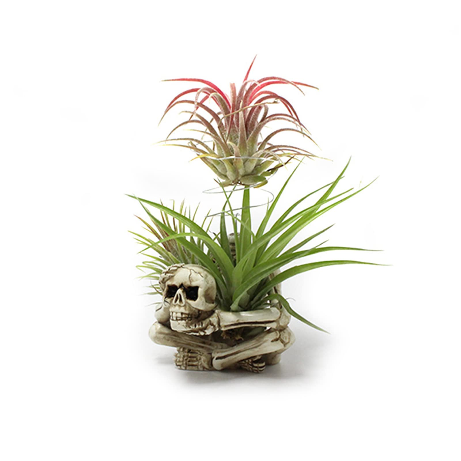 YRDGRG resin skull planter elevates a terrarium with playful gothic flair.