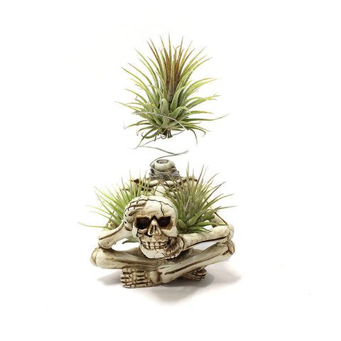 YRDGRG air plant holder fits compact spaces like a windowsill vignette.