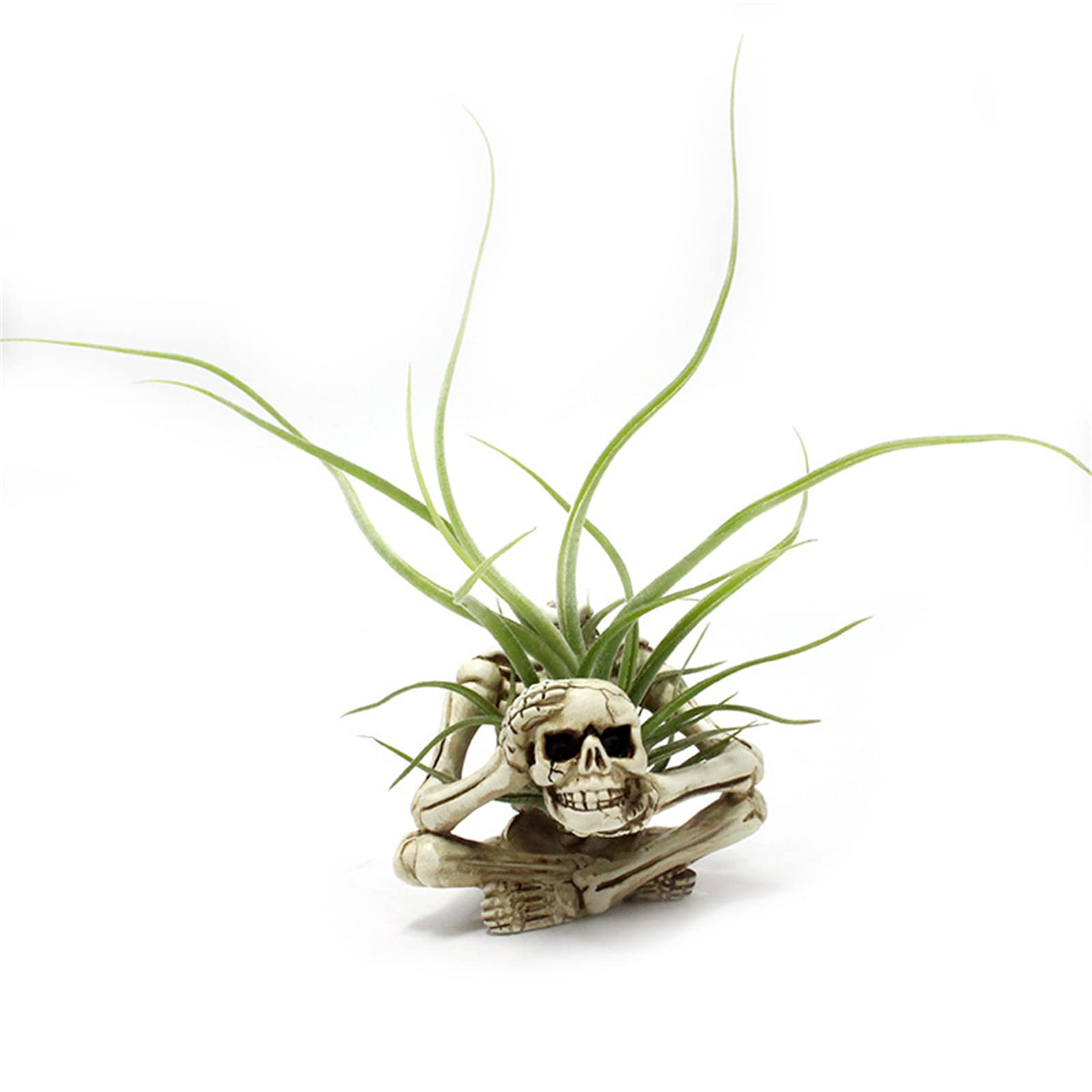 YRDGRG skeleton pot brightens a coffee table display with character.