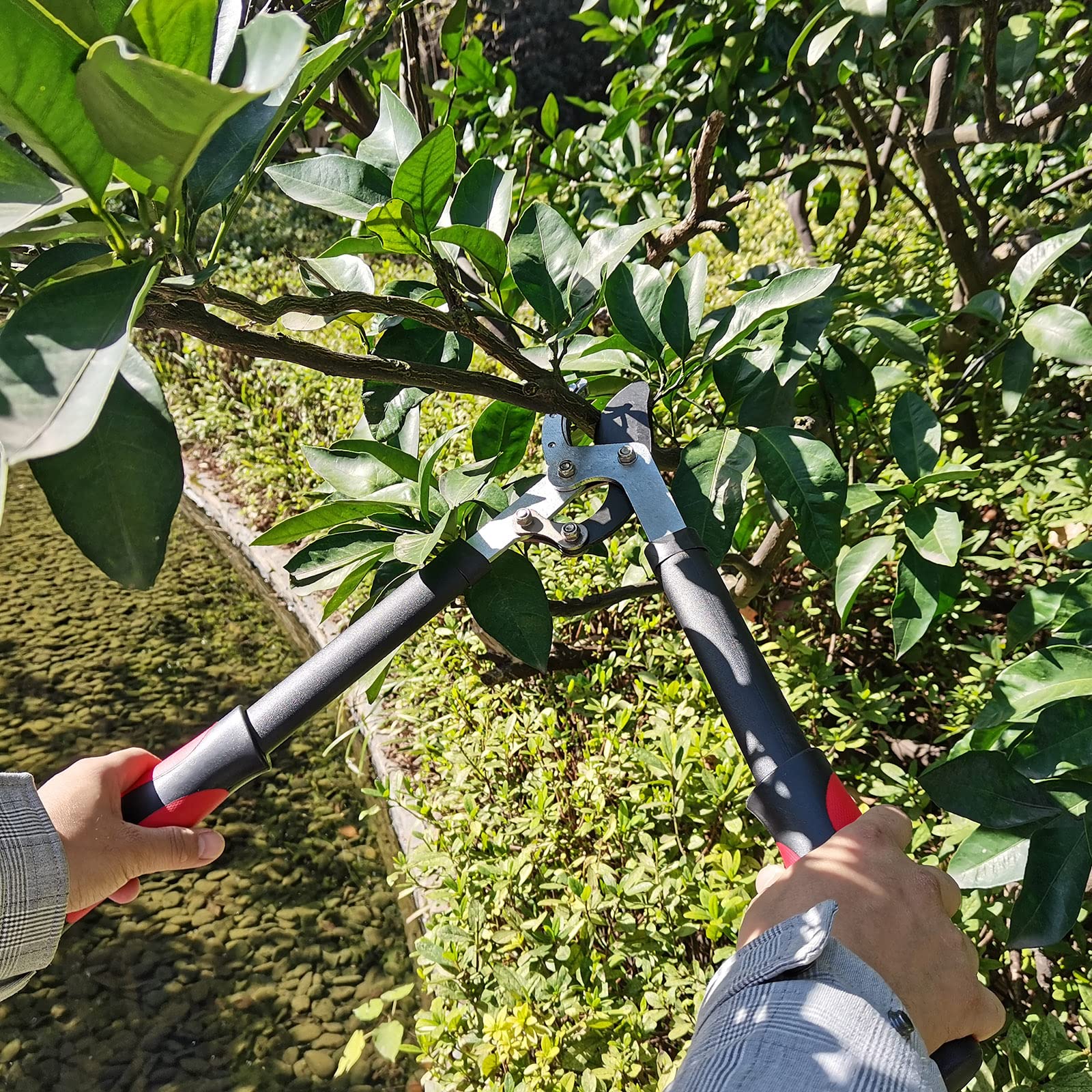 YRTSH Lopper versatile garden tool for roses and shrubs.