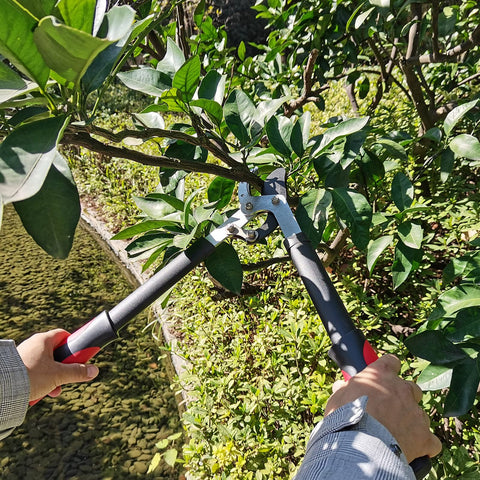 YRTSH Lopper versatile garden tool for roses and shrubs.