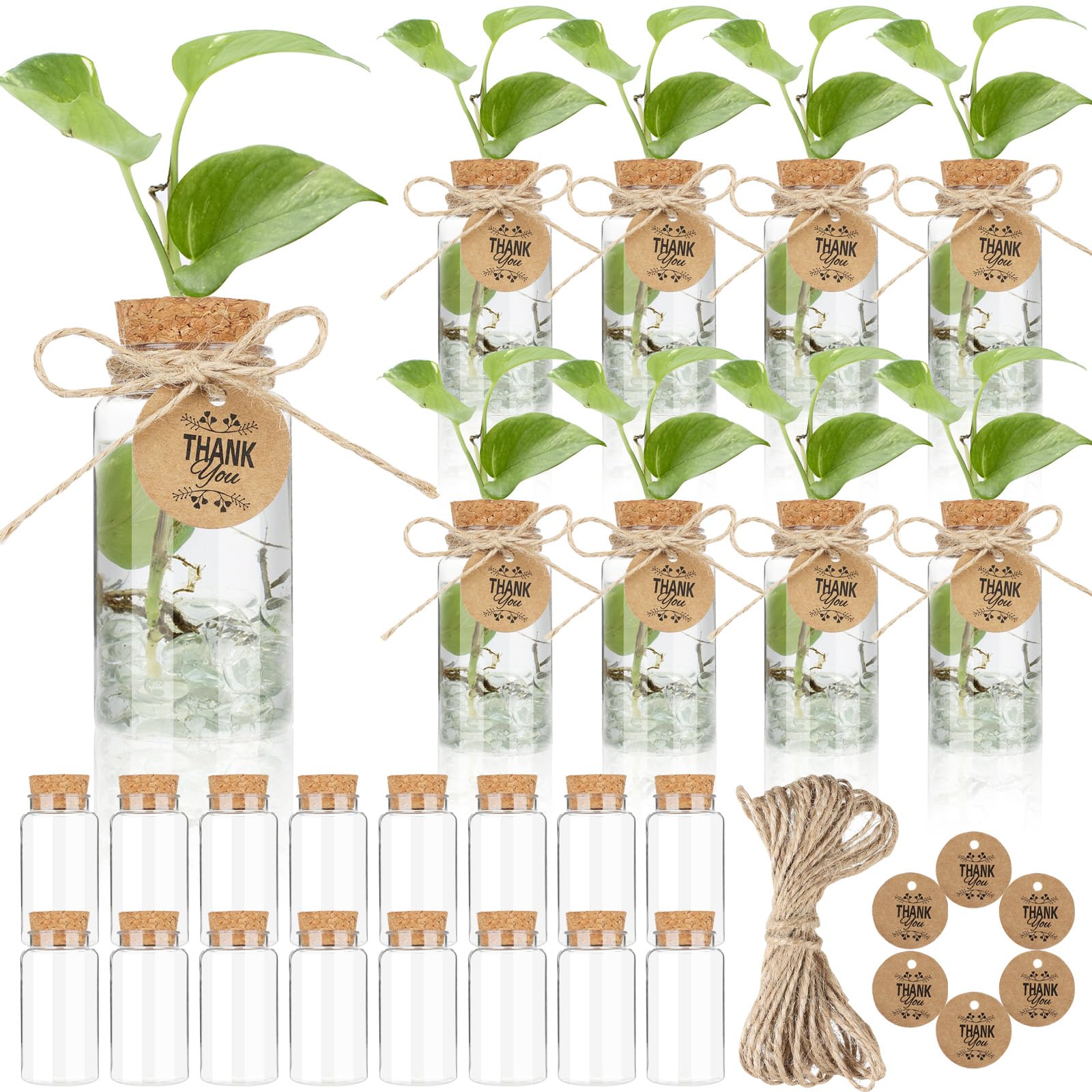 Ysglory propagation jar with hole lid for easy water access and root monitoring.