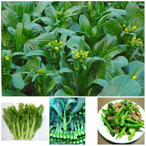 Yu Choy Sum buds and flowers developing for bright stir-fry and soups.
