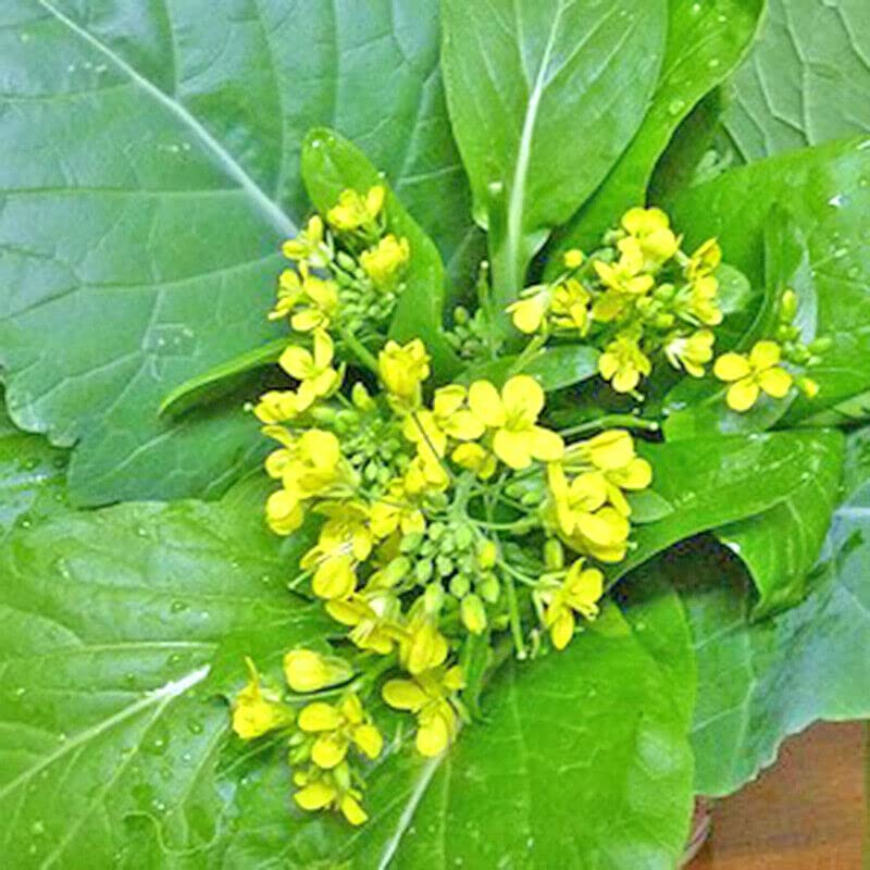 Yu Choy Sum container-friendly garden hero for limited spaces.