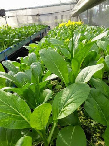 Yu Choy Sum seeds packaging ready for quick sow-and-grow.